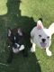 French Bulldog Puppies for sale in Indio, CA, USA. price: NA