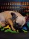 French Bulldog Puppies for sale in 1368 S 1000 E, Akron, IN 46910, USA. price: NA