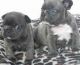 French Bulldog Puppies for sale in Miami Gardens, FL 33056, USA. price: $250