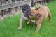 French Bulldog Puppies for sale in San Antonio, TX 78224, USA. price: NA