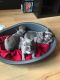French Bulldog Puppies for sale in Oshawa, ON, Canada. price: NA