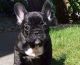 French Bulldog Puppies for sale in Altoona, PA, USA. price: $400