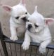 French Bulldog Puppies for sale in Indianapolis Blvd, Hammond, IN, USA. price: NA