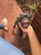 French Bulldog Puppies for sale in Piscataway Township, NJ 08855, USA. price: NA