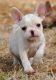 French Bulldog Puppies for sale in Oakland, OR 97462, USA. price: $2,000