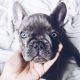 French Bulldog Puppies for sale in New York County, New York, NY, USA. price: NA