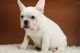 French Bulldog Puppies for sale in Piscataway Township, NJ 08854, USA. price: NA