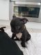 French Bulldog Puppies for sale in Memphis, TN 37501, USA. price: $450