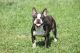 French Bulldog Puppies for sale in Robesonia Rd, Robesonia, PA 19551, USA. price: $1,200