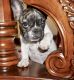 French Bulldog Puppies for sale in Middleburg, FL 32068, USA. price: $2,299