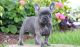 French Bulldog Puppies for sale in Egg Harbor Township, NJ 08234, USA. price: NA