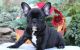 French Bulldog Puppies for sale in County Rd, Woodland Park, CO 80863, USA. price: NA