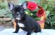 French Bulldog Puppies for sale in County Rd, Woodland Park, CO 80863, USA. price: NA