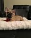 French Bulldog Puppies for sale in Chesterfield, VA 23832, USA. price: $2,100