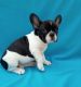 French Bulldog Puppies for sale in North Beach, MD, USA. price: $600