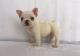 French Bulldog Puppies for sale in Adamstown, PA, USA. price: $500