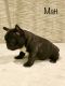 French Bulldog Puppies for sale in Woodbridge, VA 22191, USA. price: NA