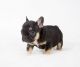 French Bulldog Puppies for sale in Belton Honea Path Hwy, Belton, SC 29627, USA. price: NA