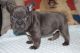 French Bulldog Puppies for sale in Highland Lakes Rd, Highland Lakes, NJ 07422, USA. price: NA