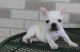 French Bulldog Puppies for sale in Palm Springs, CA, USA. price: NA