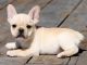 French Bulldog Puppies for sale in Dakota City, IA, USA. price: NA
