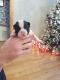 French Bulldog Puppies for sale in Hartford, CT, USA. price: $400
