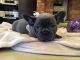 French Bulldog Puppies for sale in Highland Lakes Rd, Highland Lakes, NJ 07422, USA. price: NA