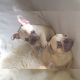 French Bulldog Puppies for sale in Belton Honea Path Hwy, Belton, SC 29627, USA. price: NA