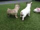 French Bulldog Puppies for sale in Michigan City, IN, USA. price: NA