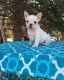 French Bulldog Puppies for sale in Darlington, WI 53530, USA. price: NA