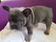 French Bulldog Puppies for sale in 43085 OH-14, Columbiana, OH 44408, USA. price: NA