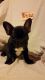 French Bulldog Puppies for sale in Cattaraugus, NY 14719, USA. price: NA