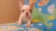 French Bulldog Puppies for sale in Burns, TN, USA. price: $2,200