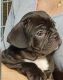 French Bulldog Puppies for sale in Los Angeles, CA 90019, USA. price: $400
