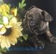 French Bulldog Puppies for sale in Dover, FL 33527, USA. price: NA