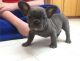 French Bulldog Puppies for sale in Central Islip, NY, USA. price: NA