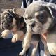 French Bulldog Puppies for sale in North Bergen, NJ, USA. price: NA