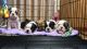 French Bulldog Puppies for sale in Ferndale, WA 98248, USA. price: $3,500