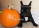 French Bulldog Puppies for sale in Cobbtown, GA 30420, USA. price: NA