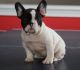 French Bulldog Puppies for sale in Manilla, IN 46150, USA. price: NA