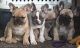 French Bulldog Puppies for sale in South Daytona, FL 32119, USA. price: NA