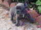 French Bulldog Puppies for sale in Carneys Point Township, NJ 08069, USA. price: $300
