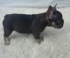 French Bulldog Puppies for sale in Cleveland, TX, USA. price: NA