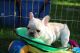 French Bulldog Puppies for sale in SC-101, Greer, SC, USA. price: NA