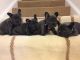 French Bulldog Puppies for sale in Orange Park Northway, Orange Park, FL 32073, USA. price: $500