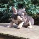 French Bulldog Puppies for sale in Belmar, NJ, USA. price: $400