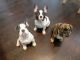 French Bulldog Puppies for sale in California Ave, South Gate, CA 90280, USA. price: NA