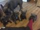 French Bulldog Puppies for sale in Cheyenne, WY 82001, USA. price: $800