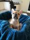 French Bulldog Puppies for sale in Eagle Lake, TX 77434, USA. price: NA