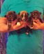 French Bulldog Puppies for sale in Farmville, NC 27828, USA. price: $1